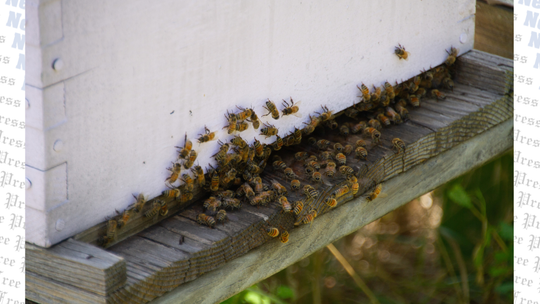 Vista Brewing buzzes for Driftwood Honey Harvest Festival