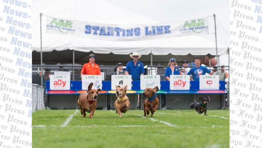 Wienerman spotted at Buda's 2026 Wiener Dog Races