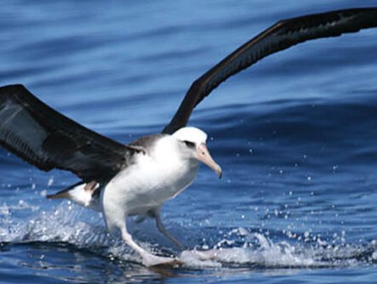Albatross really gets around