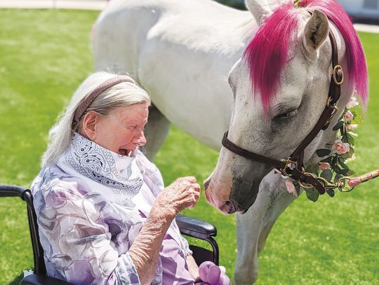 Alexis Pointe residents to mingle with mini donkeys, horses