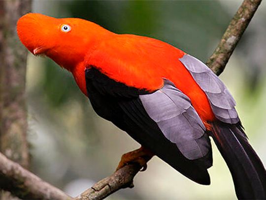 Andean cock-of-the-rock is my bird to see