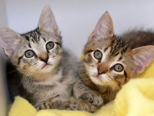 Animal shelter reduces adoption fees through May