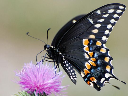 April wildflowers bring butterfly showers