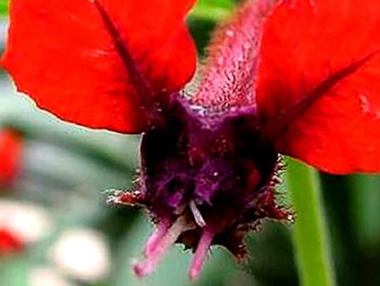 Beautiful blooms for the hot months of summer