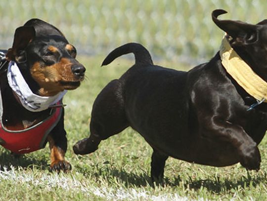 Best bets: Wiener dog races, Sandra Cisneros and more