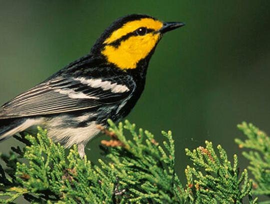 Bird ruffles feathers at wedding venue