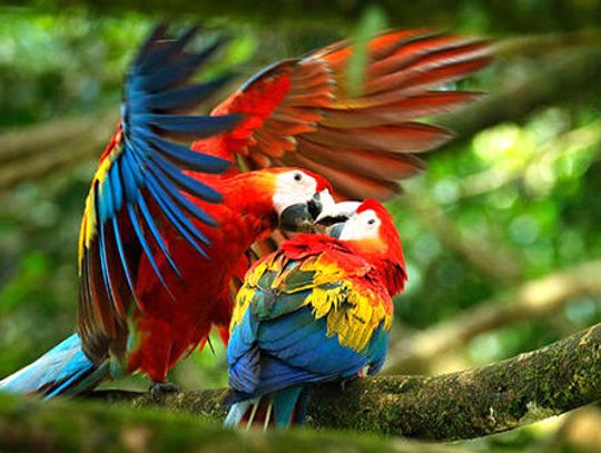 Bird Sex: Mostly monogamous
