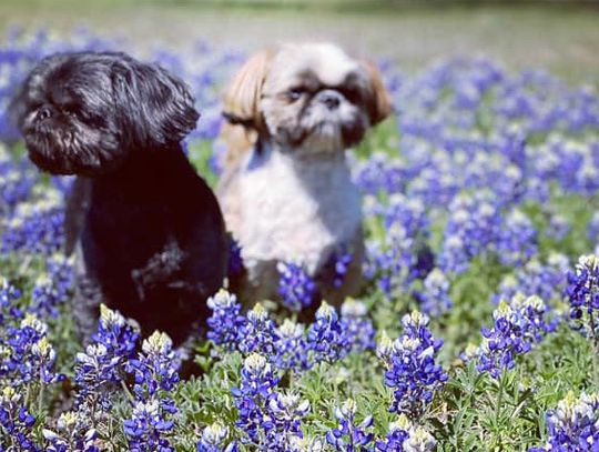 Bluebonnets across Hays County