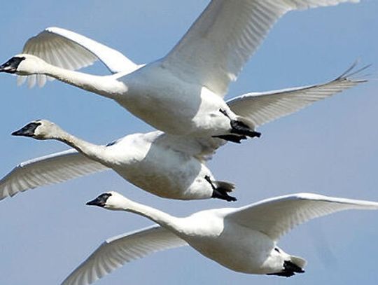 Bound for home: Hill Country Lights Out program is for the birds