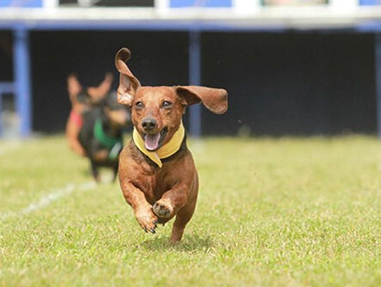 Buda Lions move Wiener Dog races to new site