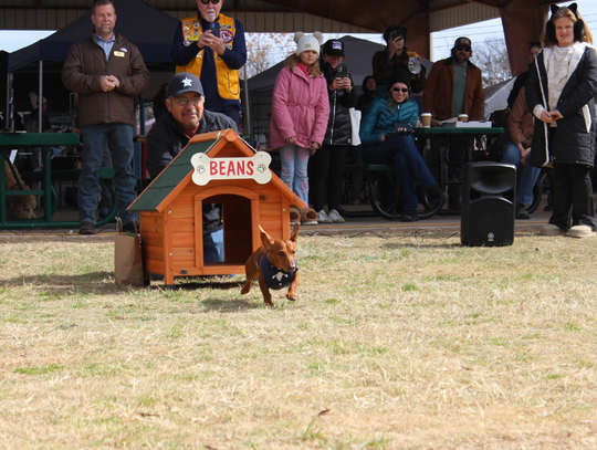 Buda's ground dog predicts early spring