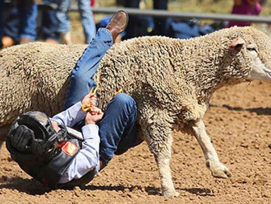Buda: This IS our first rodeo