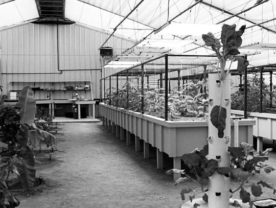 Burke Center celebrates 50 years