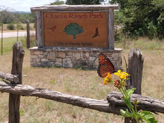 Chimney swifts find refuge at Charro Ranch Park