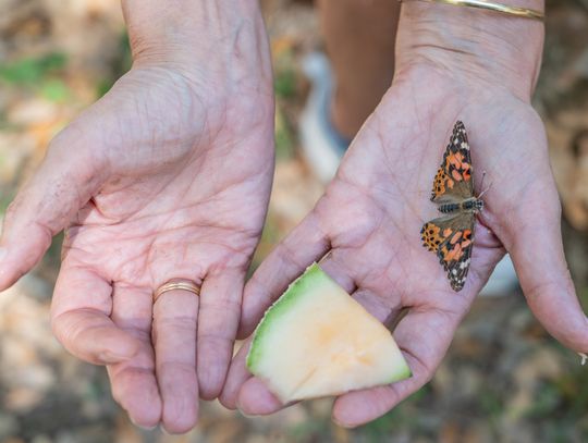 Community spreads wings at EmilyAnn