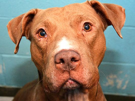 Cooperation agreement for Regional Animal Shelter gets green light