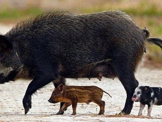 County renews feral hog abatement program