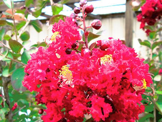 Crape Myrtles: Sturdy, showy beauties