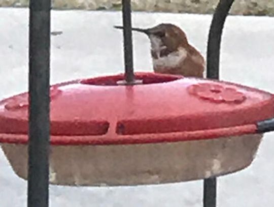 Don’t take down those hummingbird feeders yet