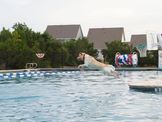 Dripping Springs beats the heat with Puppy Plunge