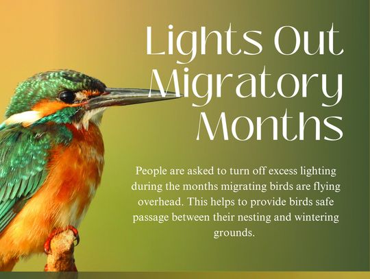 Dripping Springs residents urged to turn off lights for birds