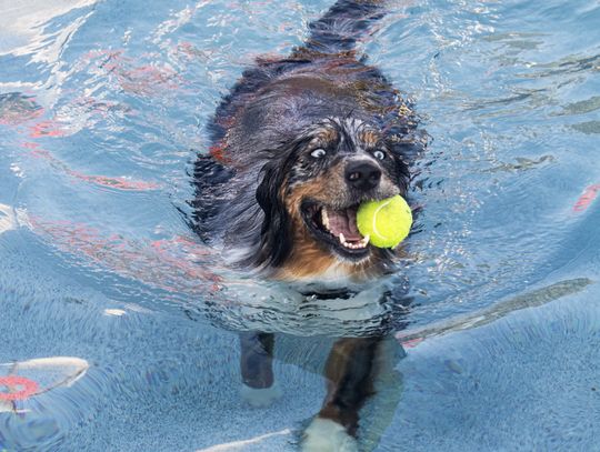 Dripping Springs unleashes fun at puppy pool paw-ty