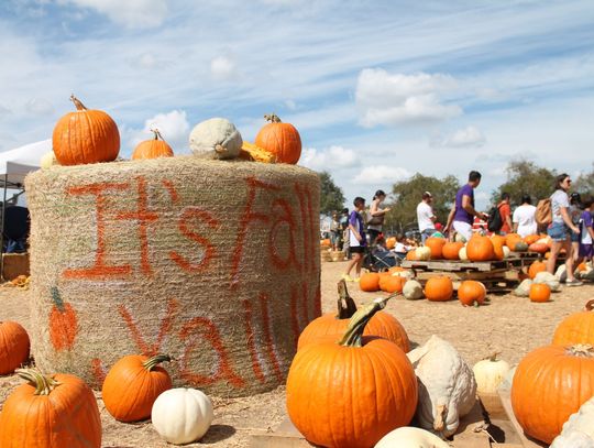 DS Pumpkin Festival continues