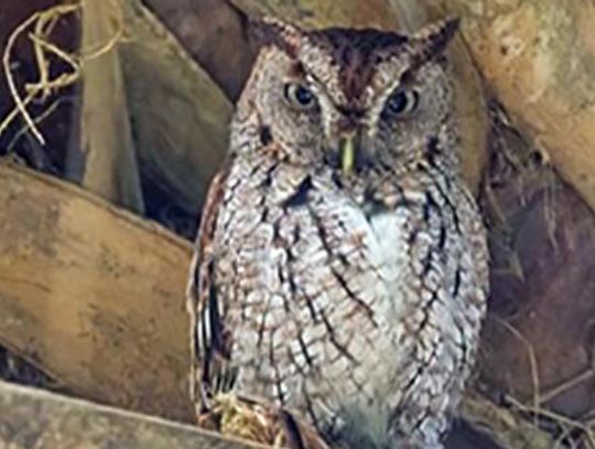 Eastern screech owl was a most welcome visitor