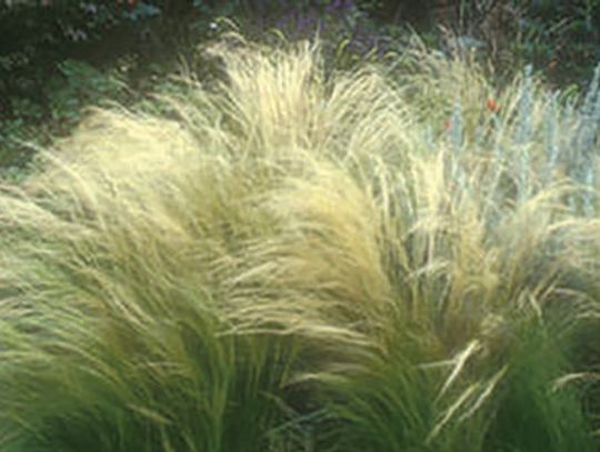Eight gardening activities for April