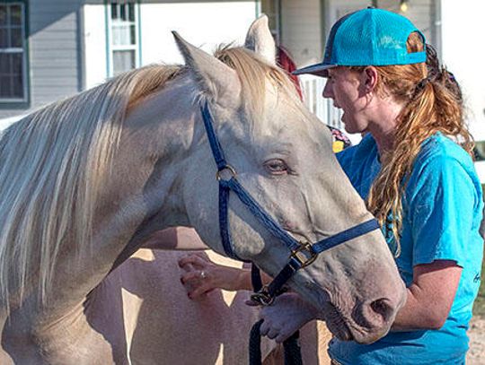 Equine evacuees find haven in Dripping Springs