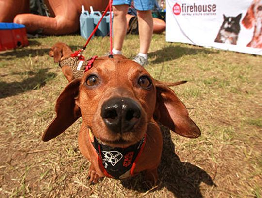 Every wiener has its day