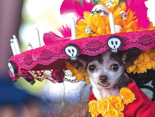 Fajita Fiesta 2017