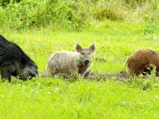 Feral hogs turn deadly. What now?