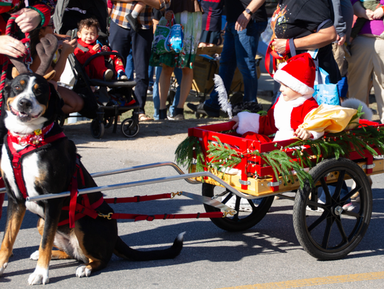 Festive dogs take to the street during Budafest’s Reindog Parade