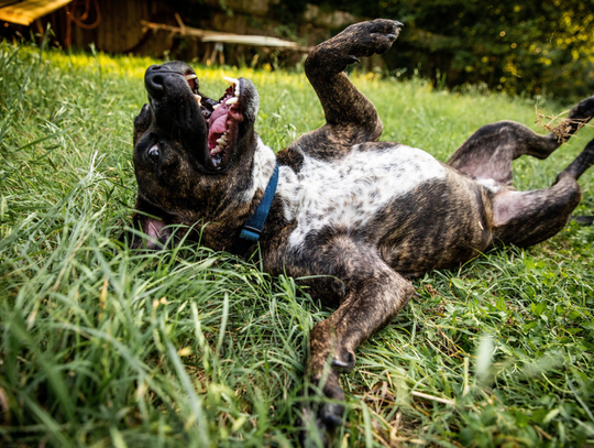 Final Frontier Rescue Project Rescue works to give dogs a chance