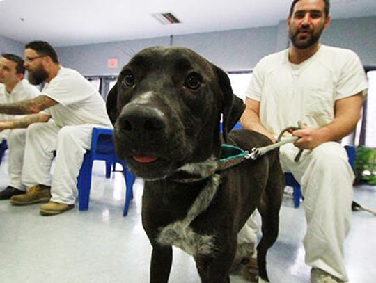Finding a fur-ever home Kyle Correctional offenders train shelter dogs for new homes
