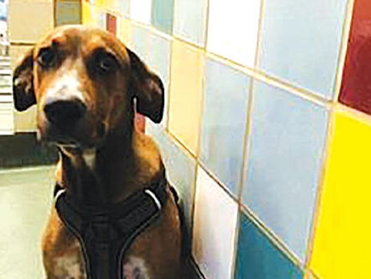 Free adoptions through August in Clear the Shelter annual event
