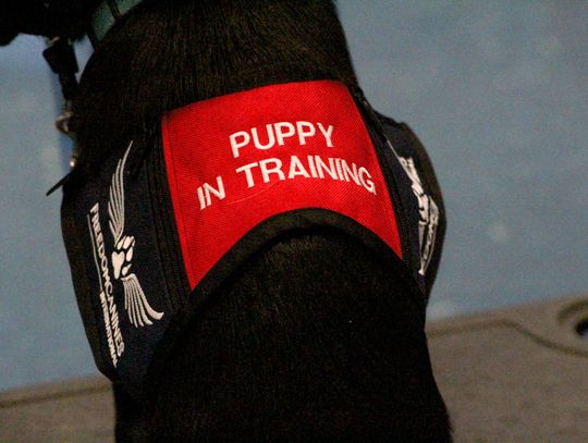 Freedom Canines partners with WISD to raise life-saving assistance dogs