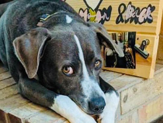 Furry friends need a place to call home