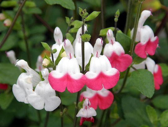 Get to know Super Salvias