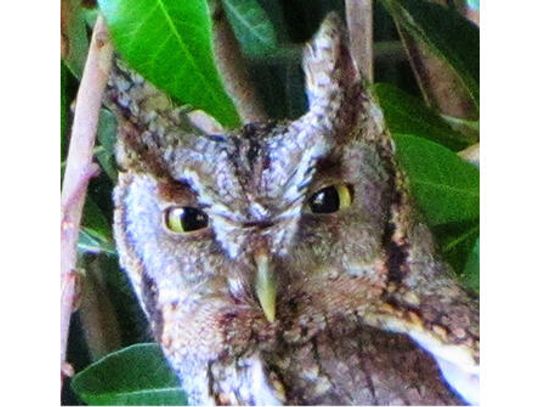 Give an owl a home