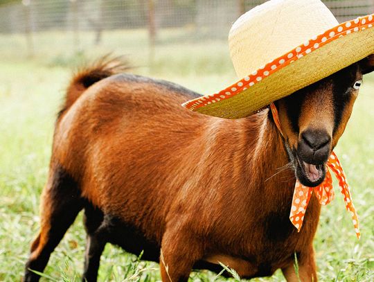 Goat charity event to arrive in Dripping Springs