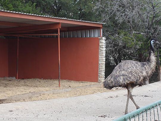 Going wild: Former Buda city staffer takes reins at Wonder World