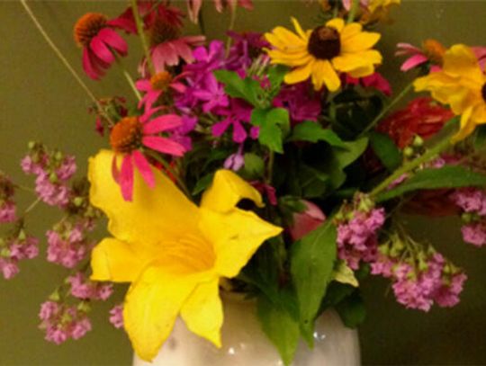 Growing a cut flower garden