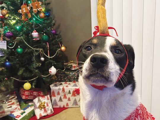 Happy Pawlidays