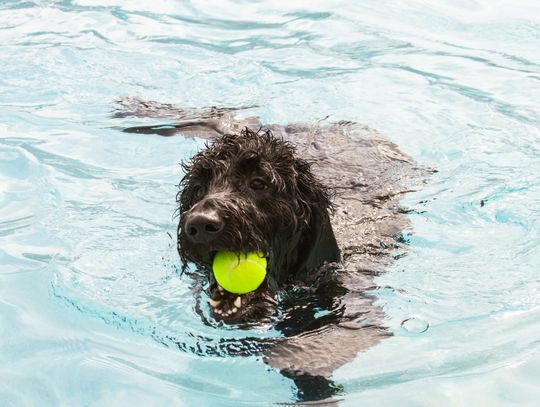 Havin' a Ball at Doggie Dip