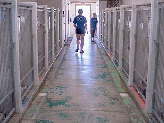 Hays animal shelters participate in adoption event
