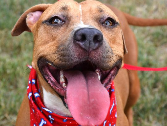 Hays county forms commission for no-kill animal shelter status
