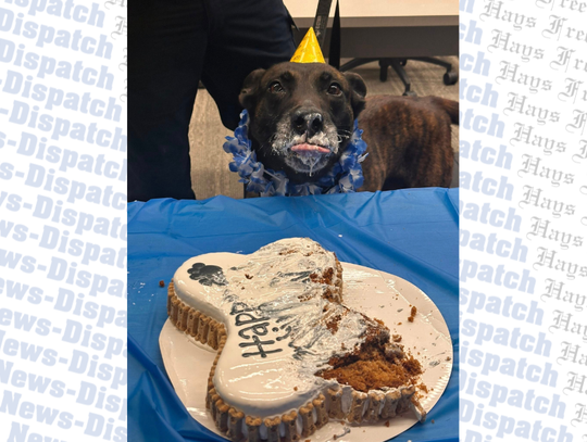 Hays County Sheriff's Office K9 'Buddy' celebrates retirement