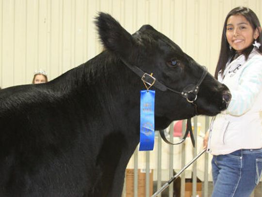 Hays County Youth  Livestock Show 2020